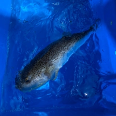 ショウサイフグの釣果