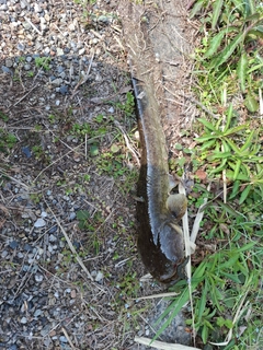 ナマズの釣果