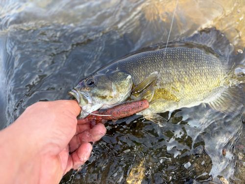 スモールマウスバスの釣果