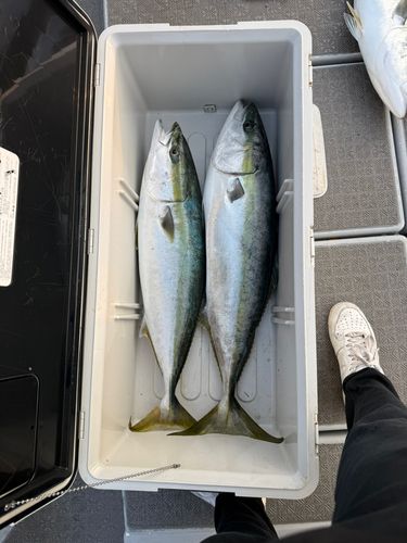 ブリの釣果