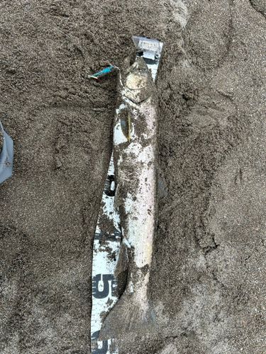 アメマスの釣果