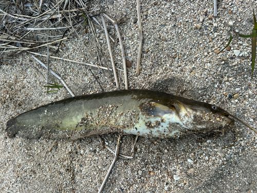 ナマズの釣果