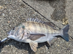 クロダイの釣果