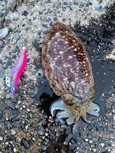 コウイカの釣果
