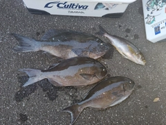 グレの釣果