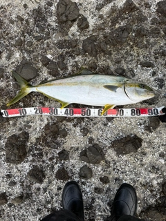ヒラマサの釣果