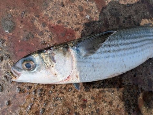 ボラの釣果