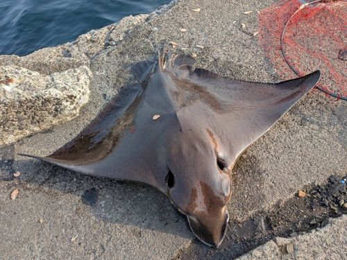 ナルトビエイの釣果