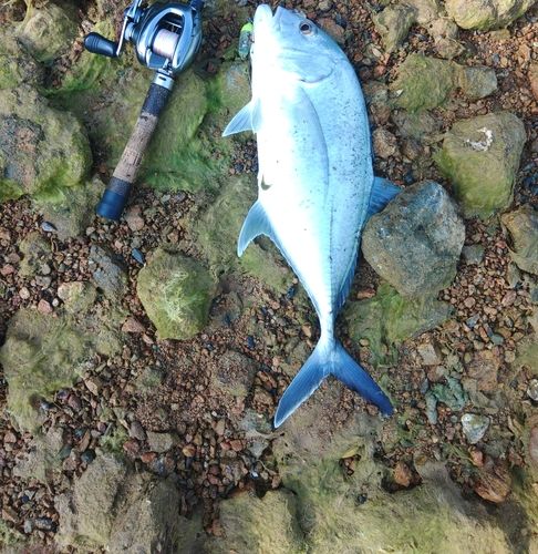 ロウニンアジの釣果