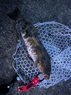 アイナメの釣果