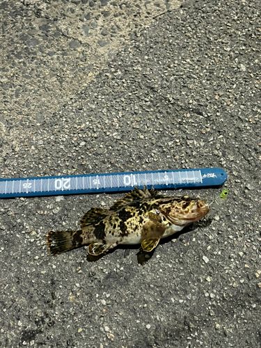 タケノコメバルの釣果