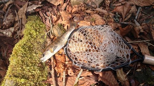 アマゴの釣果
