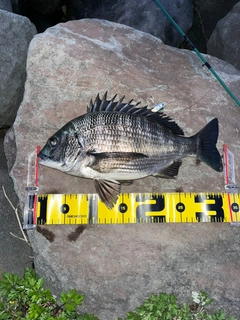 クロダイの釣果