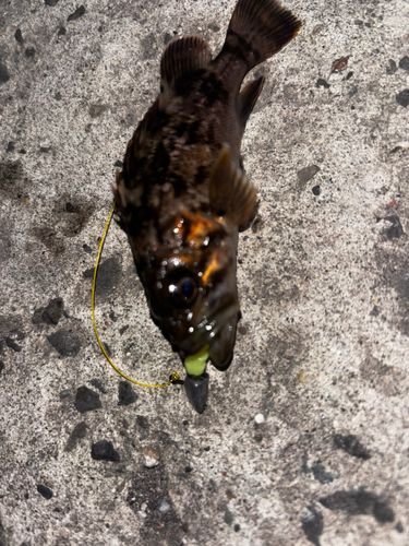 カサゴの釣果