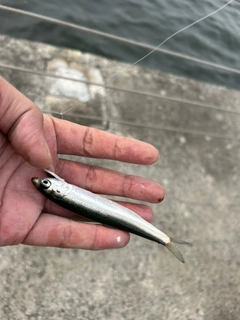 カタクチイワシの釣果