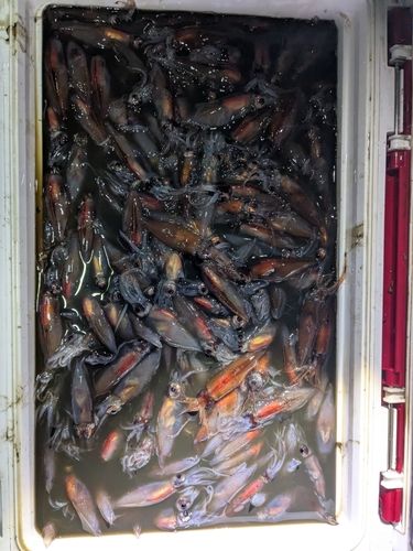 ホタルイカの釣果