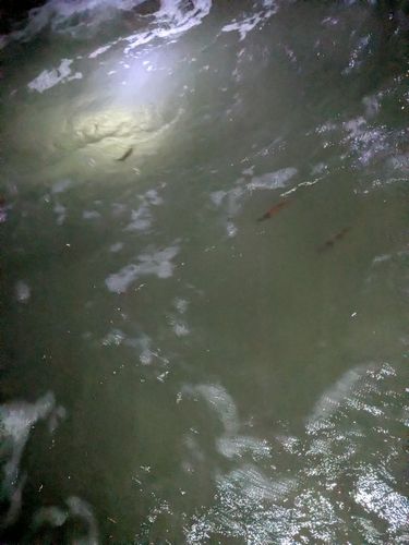 ホタルイカの釣果