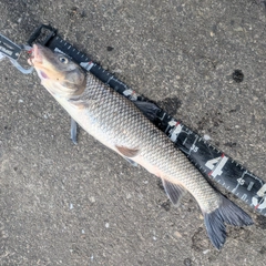 ニゴイの釣果