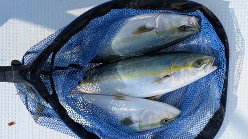 イナダの釣果
