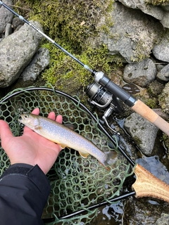 ニッコウイワナの釣果