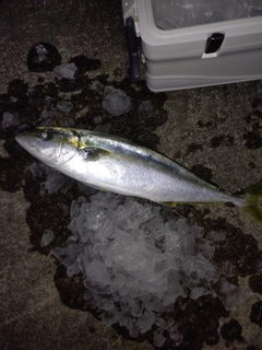 ヒラマサの釣果