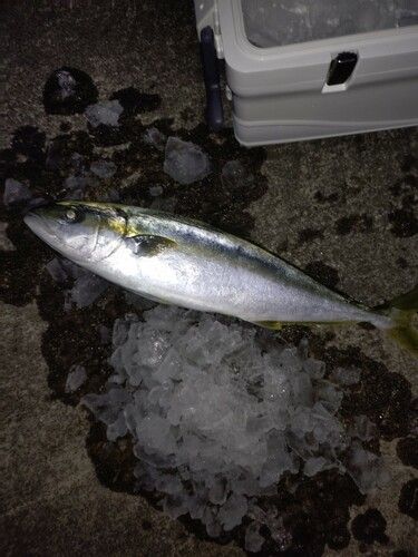ヒラマサの釣果