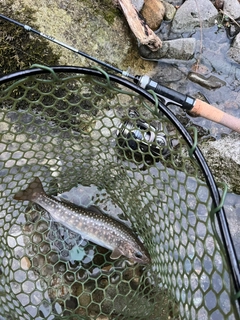 ニッコウイワナの釣果