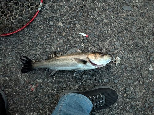 スズキの釣果