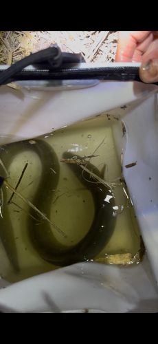 ウナギの釣果