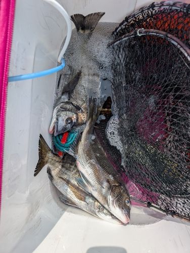 チヌの釣果
