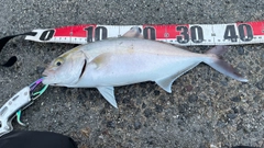 カンパチの釣果