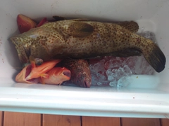 チャイロマルハタの釣果