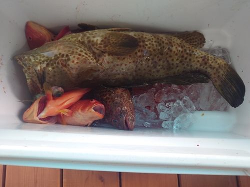 チャイロマルハタの釣果