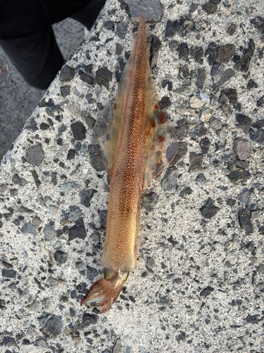 ヤリイカの釣果
