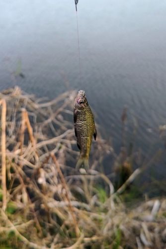 モツゴの釣果