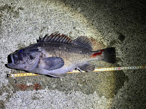 クロソイの釣果