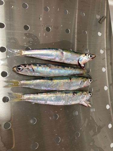 カタクチイワシの釣果