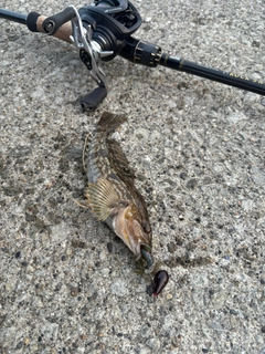 アブラコの釣果
