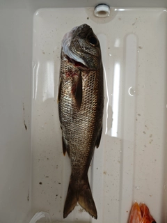 クロムツの釣果