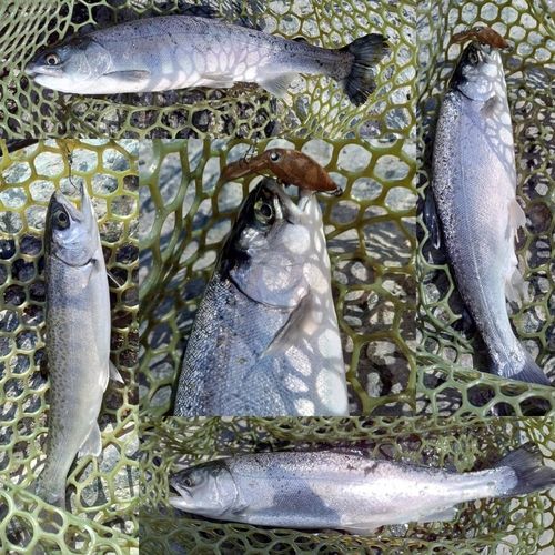 ニジマスの釣果