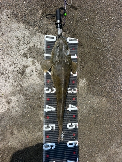 マゴチの釣果