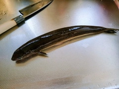 エソの釣果