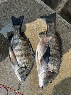 クロダイの釣果