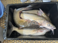 アメリカナマズの釣果