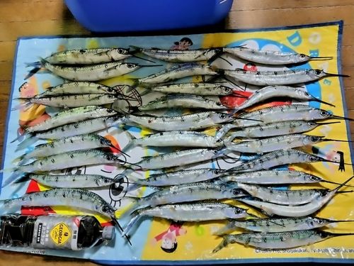サヨリの釣果