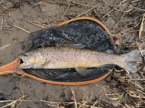 ブラウントラウトの釣果