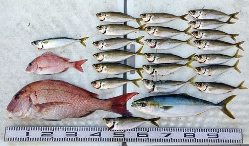 アジの釣果