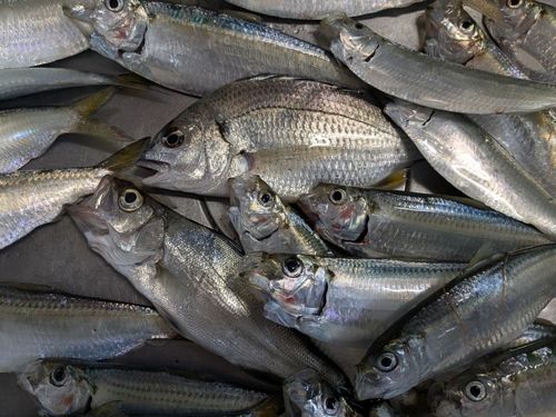 キチヌの釣果