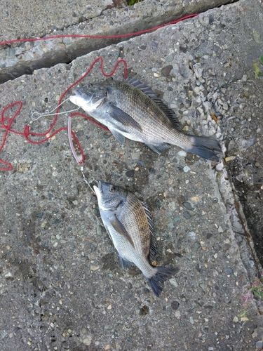 チヌの釣果