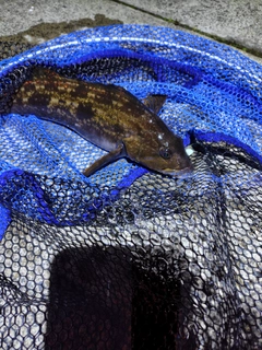 アイナメの釣果